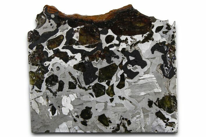 Seymchan Pallasite Meteorite Slice ( g) - Russia #382880